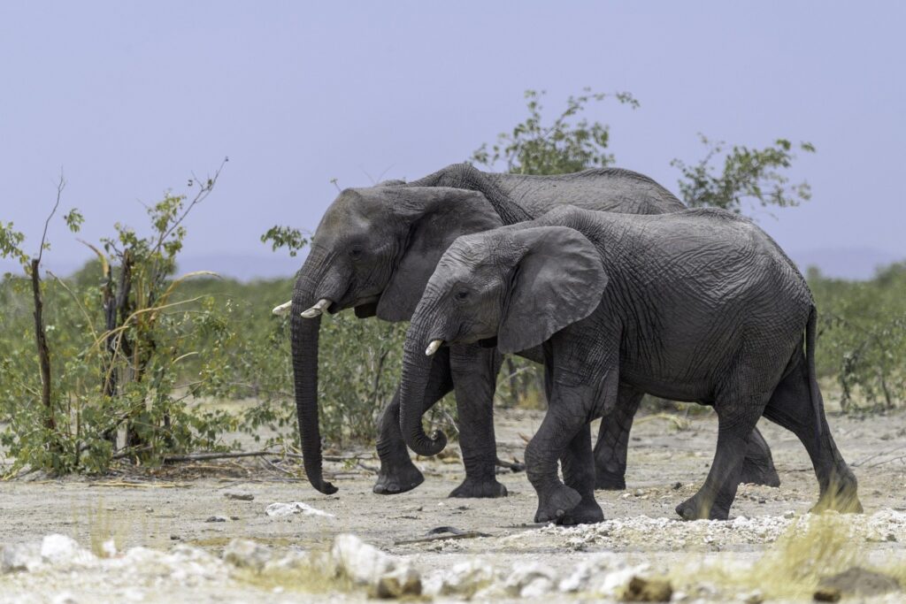 Two Elephants - A Wildlife Photography by woici